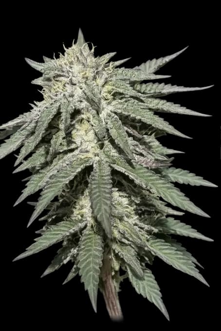 Planta de Cannabis medicinal