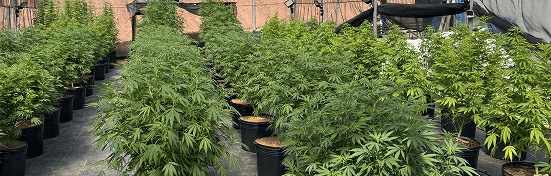 Infraestrutura de pesquisa da Cannabreed no tecnoPARQ