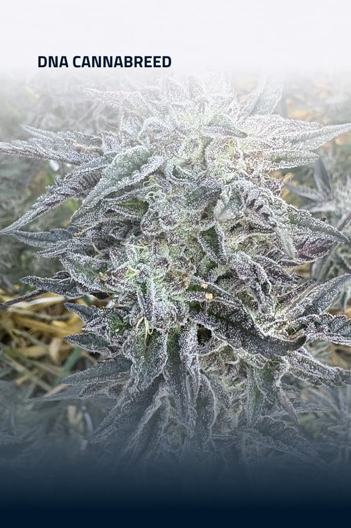 Ilustração representativa do DNA da Cannabreed