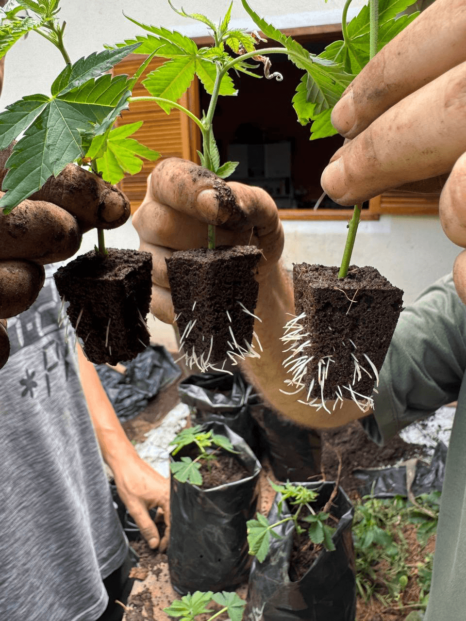 Mão de um profissional da Cannabreed segurando três mudas enraizadas de Cannabis sativa em cubos de propagação
