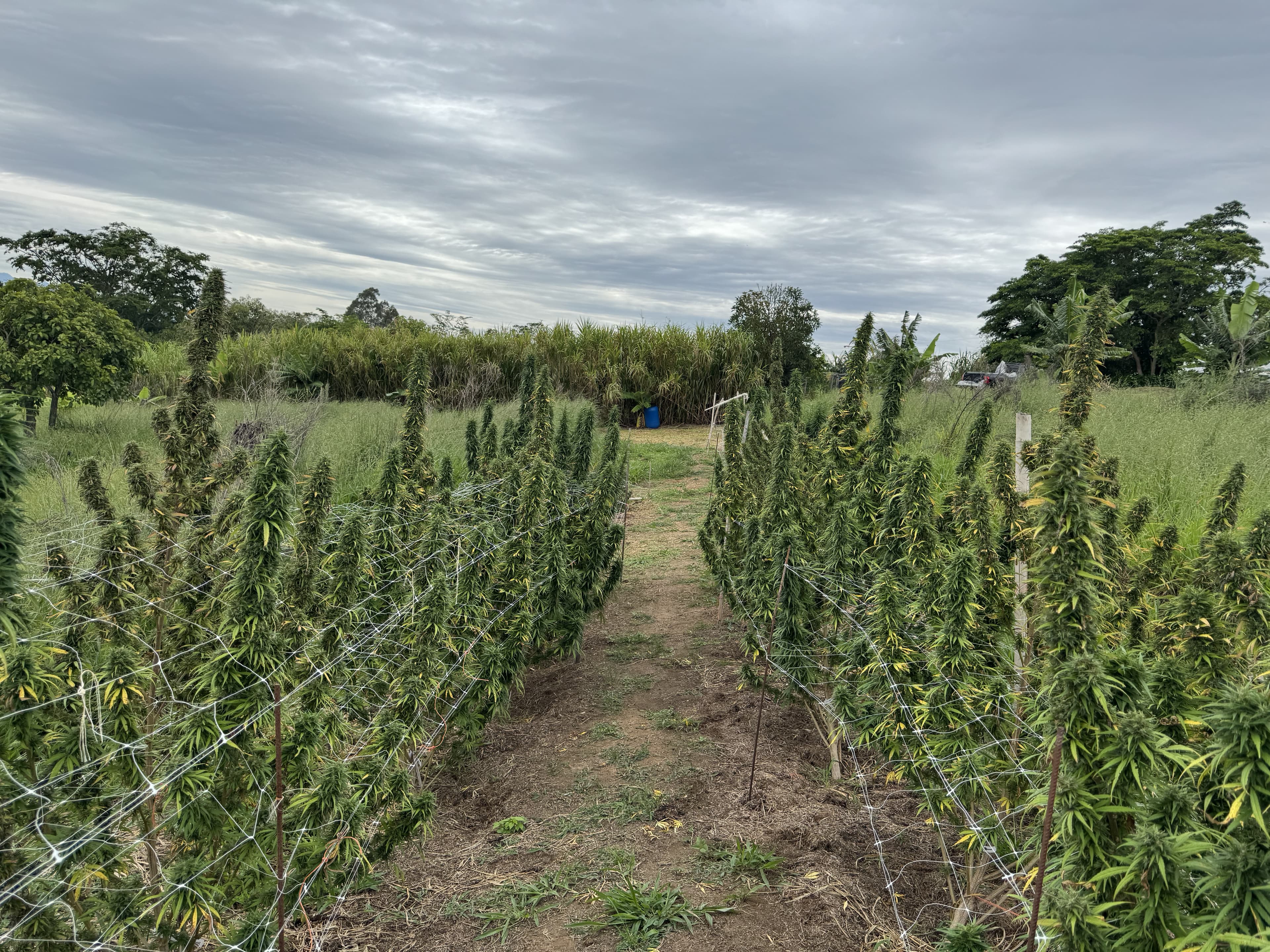 Campos de cultivo de Cannabis sativa com cercas de suporte e céu nublado