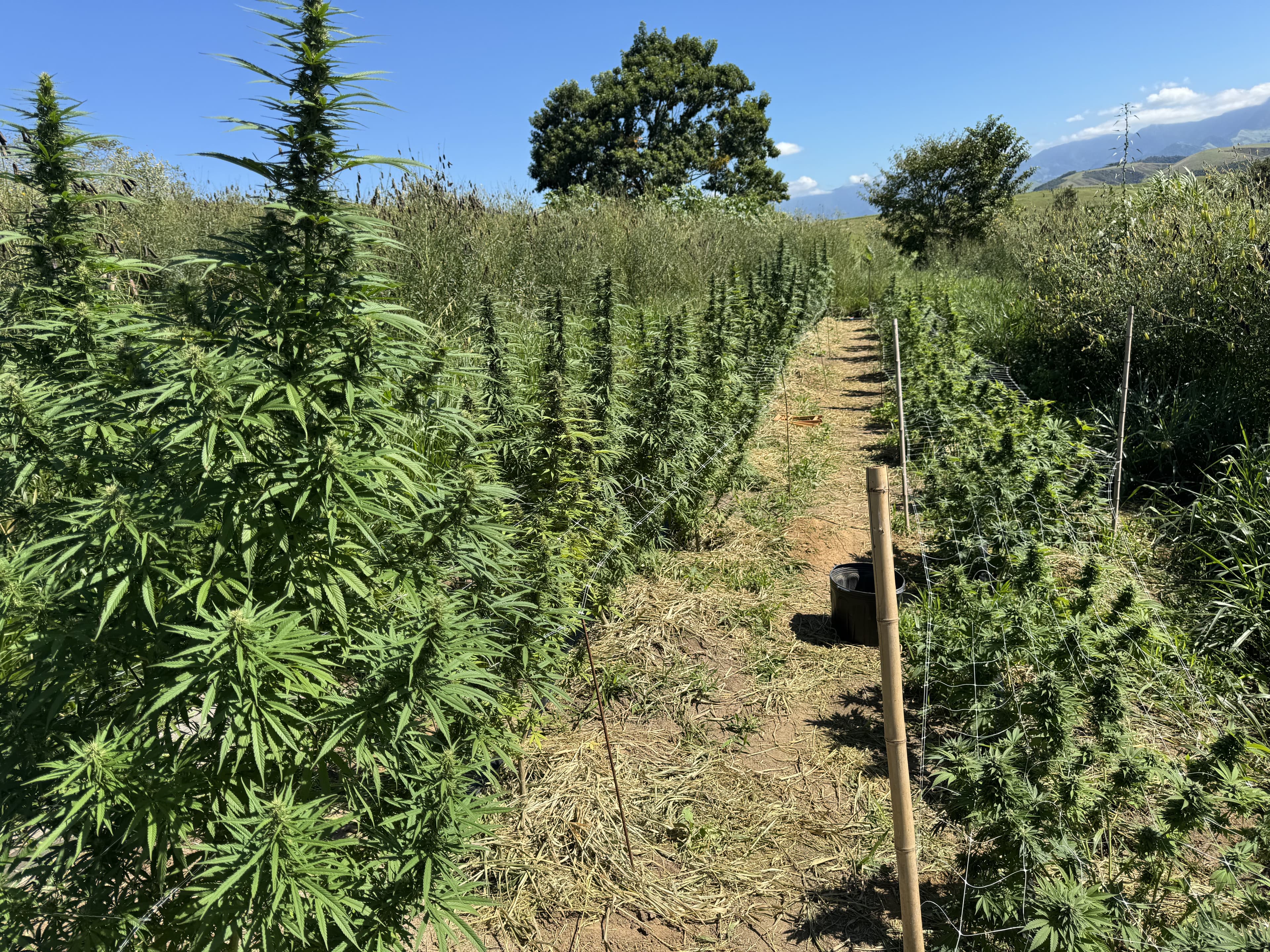 Plantação externa de cannabis em fileiras, protegida por telas laterais de arame e estacas de bambu sob céu limpo