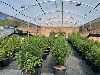 Estufa de melhoramento de cânhamo industrial e Cannabis medicinal
