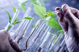 Processo de cultivo e seleção genética de Cannabis